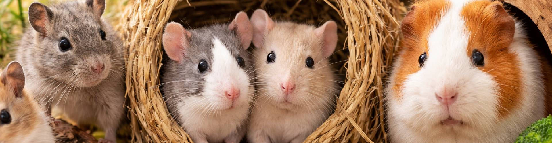 Ινδικά Χοιρίδια